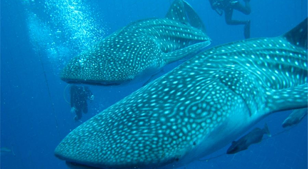 Top Marine鲸鲨浮潜体验（残波分店）