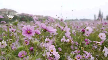 巴城音花艺境浪漫花海主题乐园