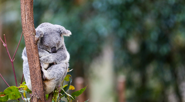 考拉公园保护区