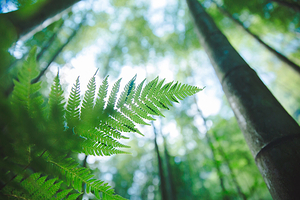 桫椤国家级自然保护区