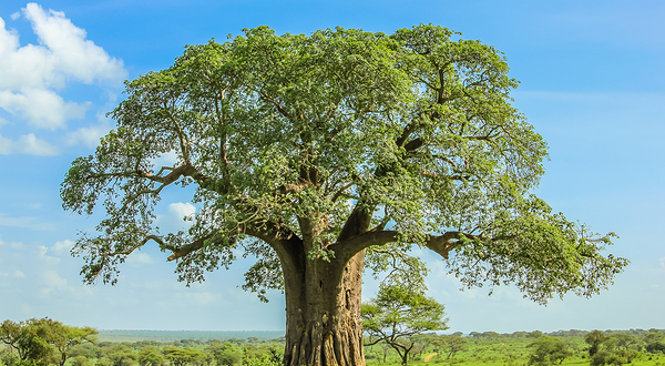 塔兰吉雷国家公园