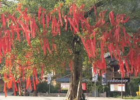 《大美黔秀》森林剧场