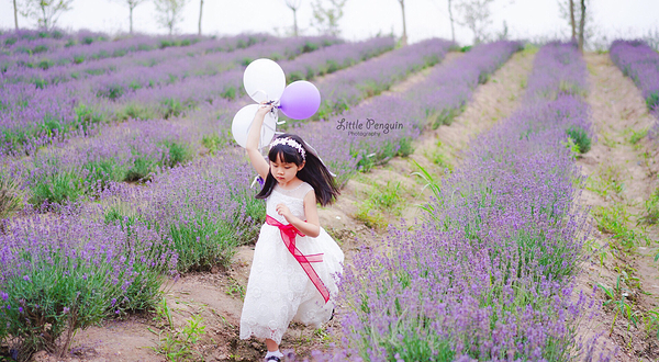 上海薰衣草公园