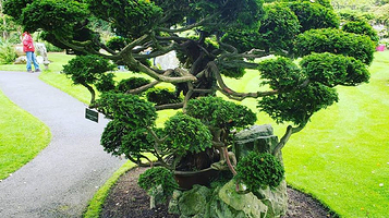 爱尔兰国家种马场