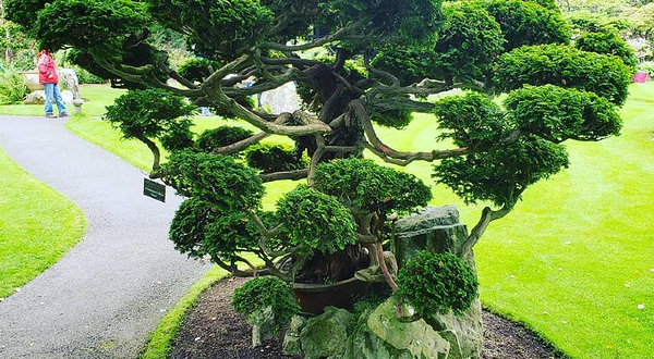 爱尔兰国家种马场