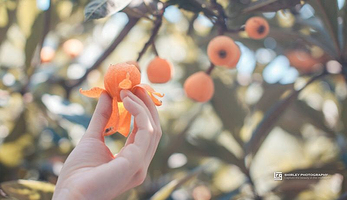 塘栖枇杷特色园区