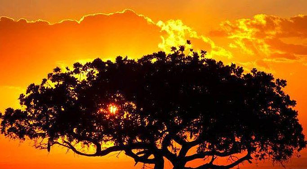 阿鲁沙国家公园