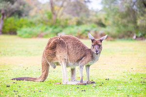 扬切普国家公园