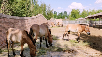 神州荒漠野生动物园