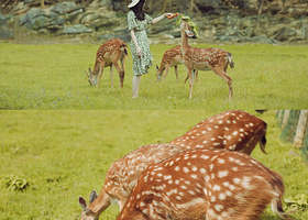 常青国际羊鹿山景区