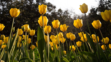 国际慢城太寺垭森林公园