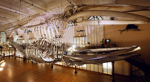 摩纳哥海洋地理博物馆