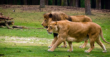 贝克塞·贝尔亨野生动物园