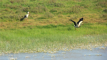 多尼亚纳国家公园