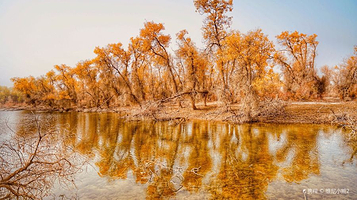 世界胡杨森林公园