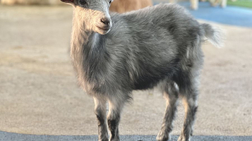 Lollypet萌宠乐园 (龙岗龙城万科里店)