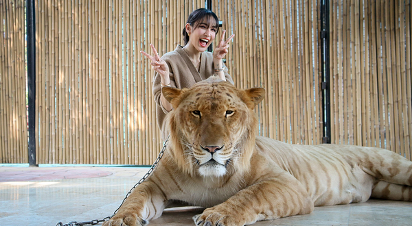 大城狮子王动物园