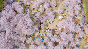 顾村公园樱花岛