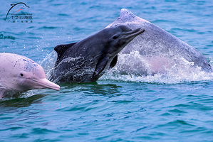 广旅海豚湾出海寻豚