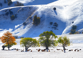 那拉提旅游风景区