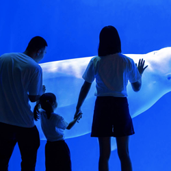 海合安成都极地海洋公园