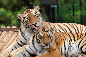 云南野生动物园