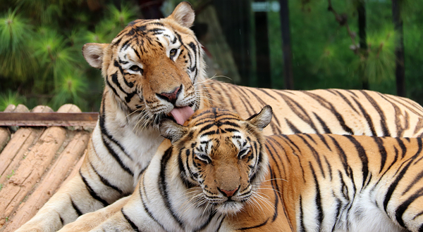 云南野生动物园