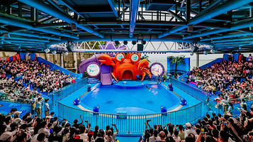 小梅沙海洋世界-海狮海象秀