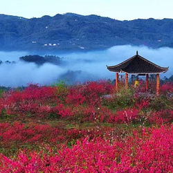 龙湖水香