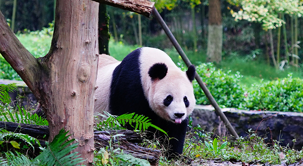 都江堰中华大熊猫苑(原熊猫乐园)