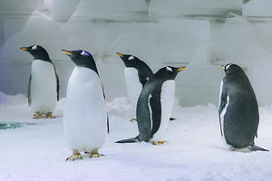 郑州银基冰雪世界