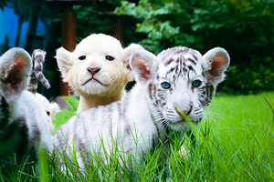 郑州银基动物王国