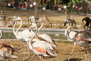 猫爪野生动物世界