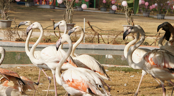 猫爪野生动物世界