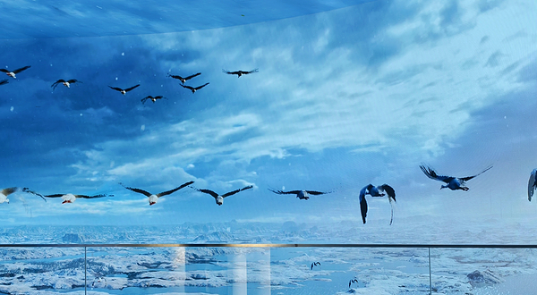 鄱阳湖吴城候鸟小镇