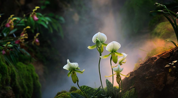 兜兰产业博览园