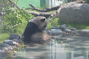 太阳岛大熊猫馆