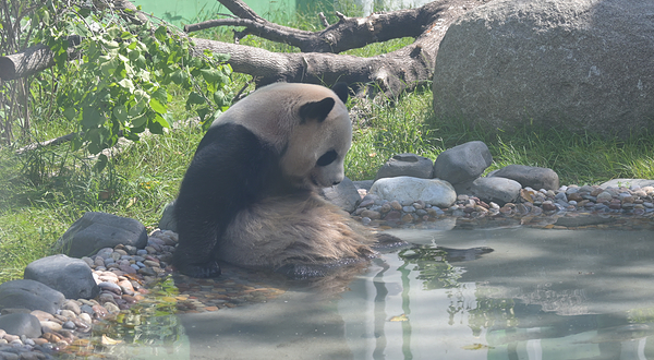太阳岛大熊猫馆