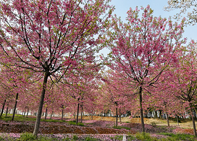 江南(芜湖)樱花文化园