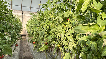 转渠口镇盐茶村采摘园