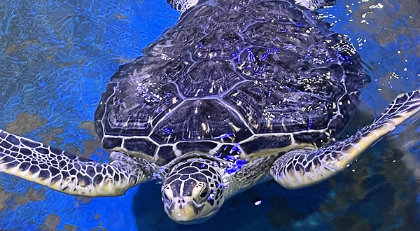 安庆海昌海洋探索馆