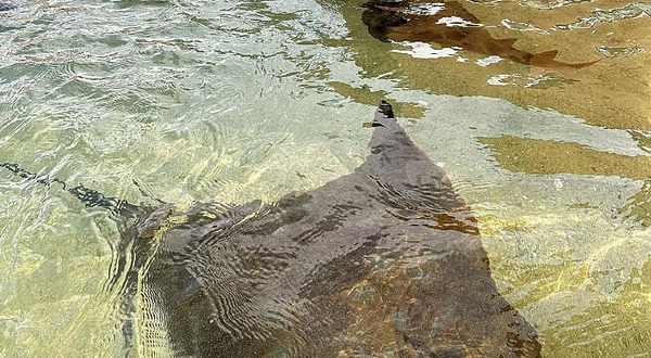 伊鲁康吉水族馆邂逅鲨鱼和鳐鱼