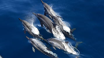 鲸世界赏鲸(花莲港)