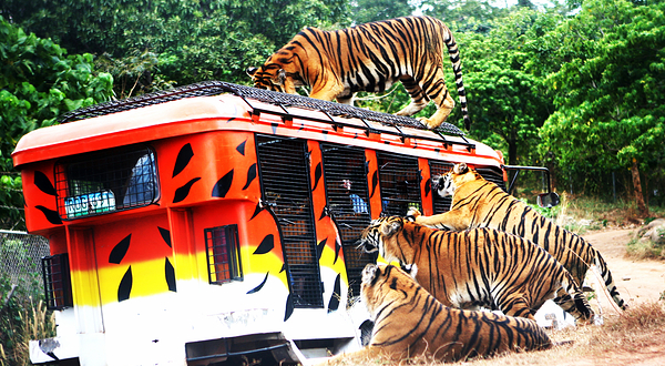 苏比克湾野生动物园