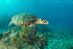 宿迁骆马湖海洋乐园