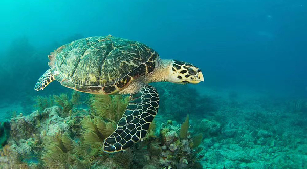 宿迁骆马湖海洋乐园