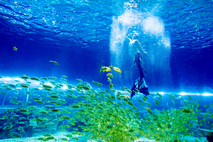 中鱼视界海洋王国