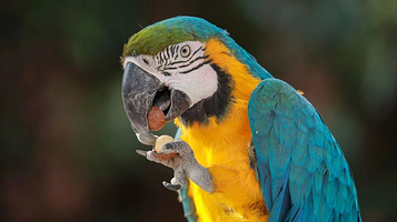 上海野生动物园-五彩金刚鹦鹉