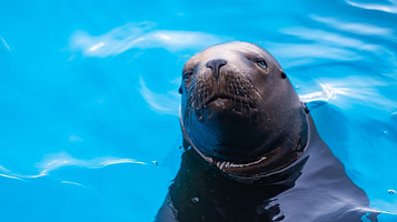 宜宾海昌海洋探索馆
