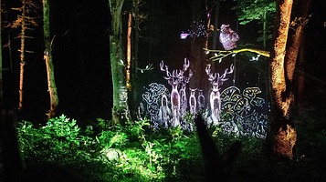 阿寒湖森林夜间漫步